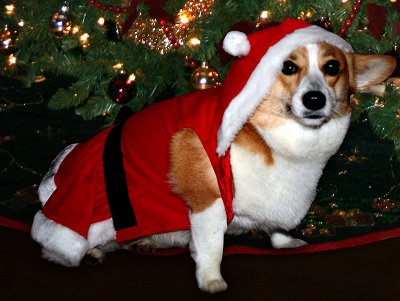 image for Holiday Gift Ideas for Pets