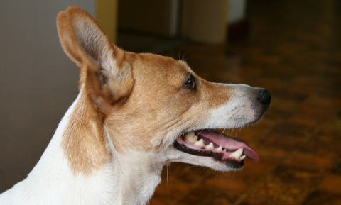 image for February is Pet Dental Month