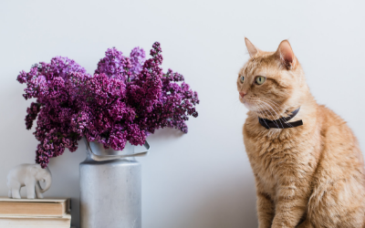 image for Pet Poison Prevention Week