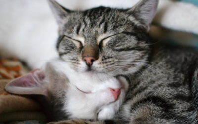 image for June is Adopt-A-Shelter-Cat Month